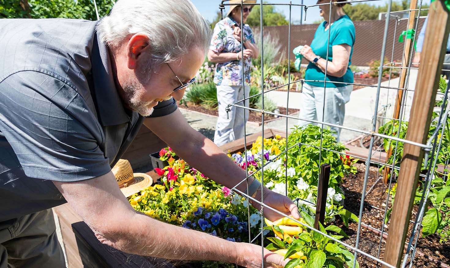 Senior man gardening with two senior women in the background chatting